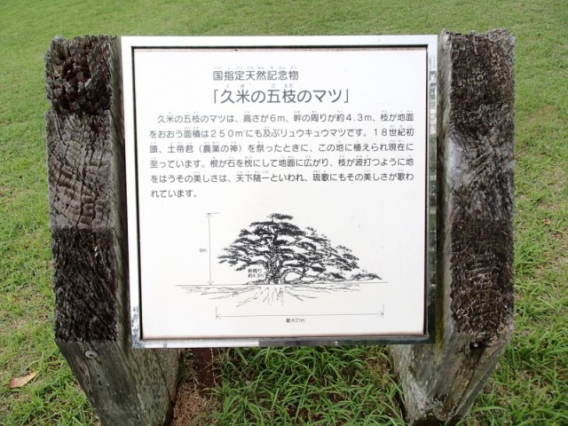 五枝の松公園2