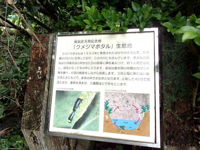 五枝の松公園4