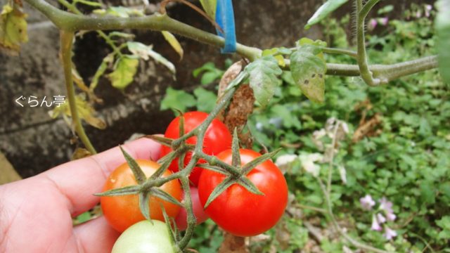 庭のトマト_170406_1