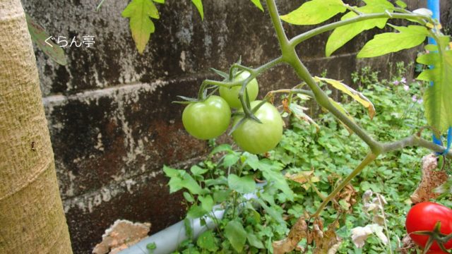 庭のトマト_170406_2